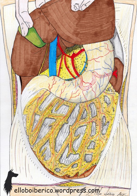 Anatomia Tronco Celíaco